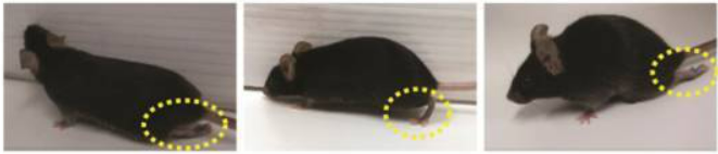 氫氣吸入和氫鹽水注射效果哪個強 氫氣醫(yī)學研究的重點在疾病治療效果確定性 氫氣吸入和氫鹽水注射效果哪個強 氫氣醫(yī)學研究的重點在疾病治療效果確定性